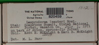 Lamproderma sauteri image